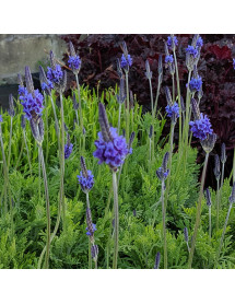 Lavandula pinnata (1lt)