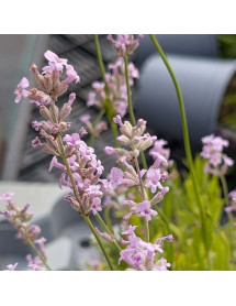 Lavandula angustifolia Rosea (0.8lt) Lavandula angustifolia Rosea (0.8lt)