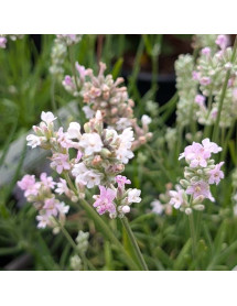 Lavandula angustifolia Rosea (0.8lt)