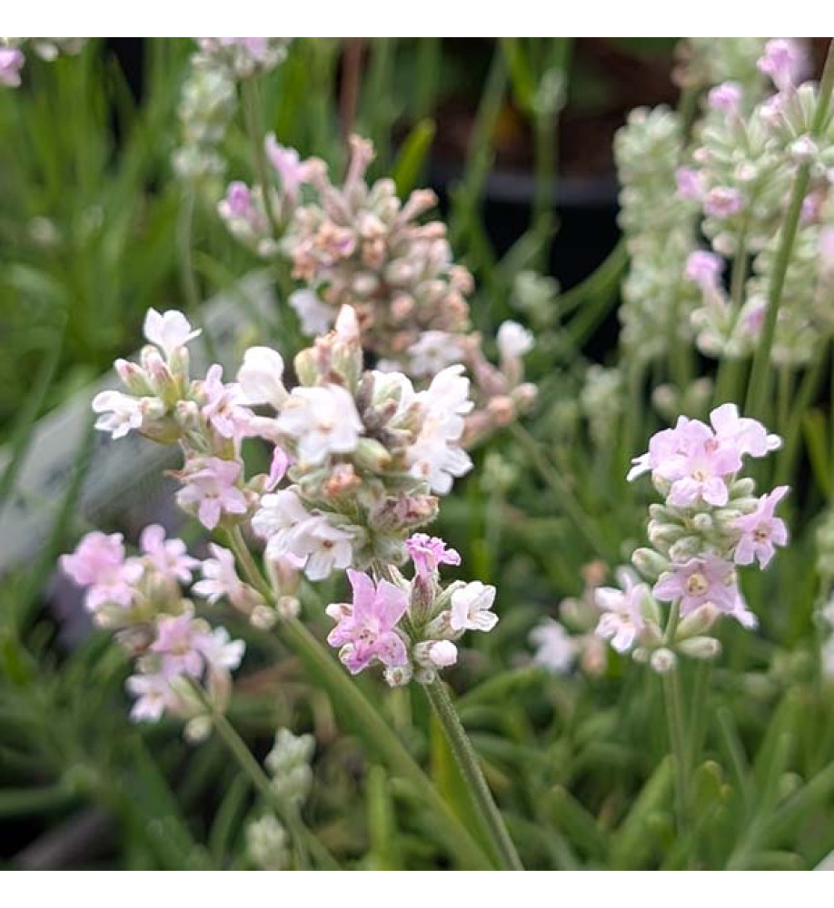 Lavandula angustifolia Rosea (0.8lt)