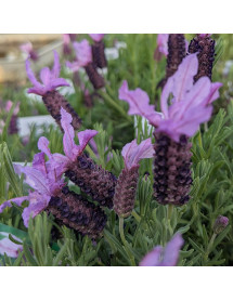 Lavandula stoechas Ruffles Blueberry (1lt)