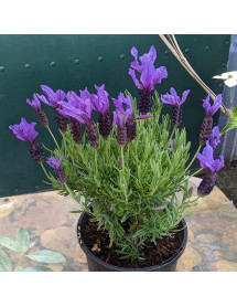 Lavandula stoechas Javelin Forte Deep Purple (0.8lt)