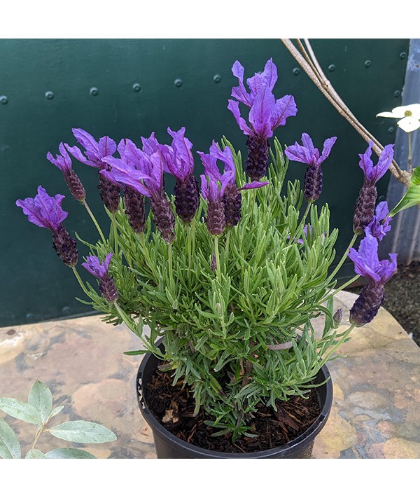Lavandula stoechas Javelin Forte Deep Purple (0.8lt)