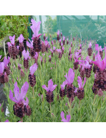 Lavandula stoechas Ruffles Sugarberry (1lt)