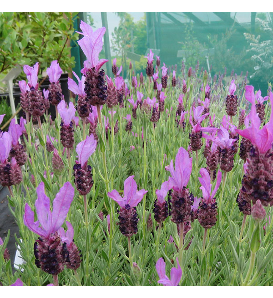 Lavandula stoechas Ruffles Sugarberry (1lt)