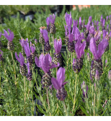 Lavandula stoechas Fairy Wings Spellbound (1lt)