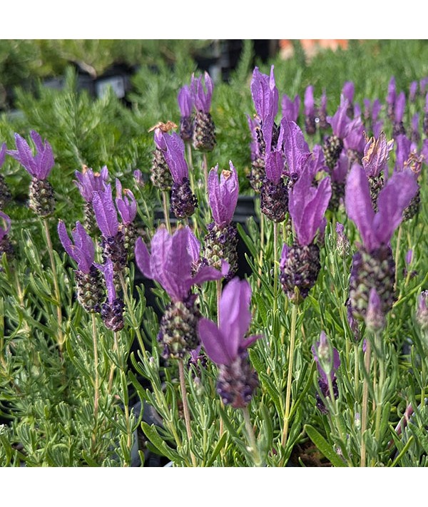 Lavandula stoechas Fairy Wings Spellbound (0.8lt)