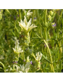 Lavandula Tiara (3lt)