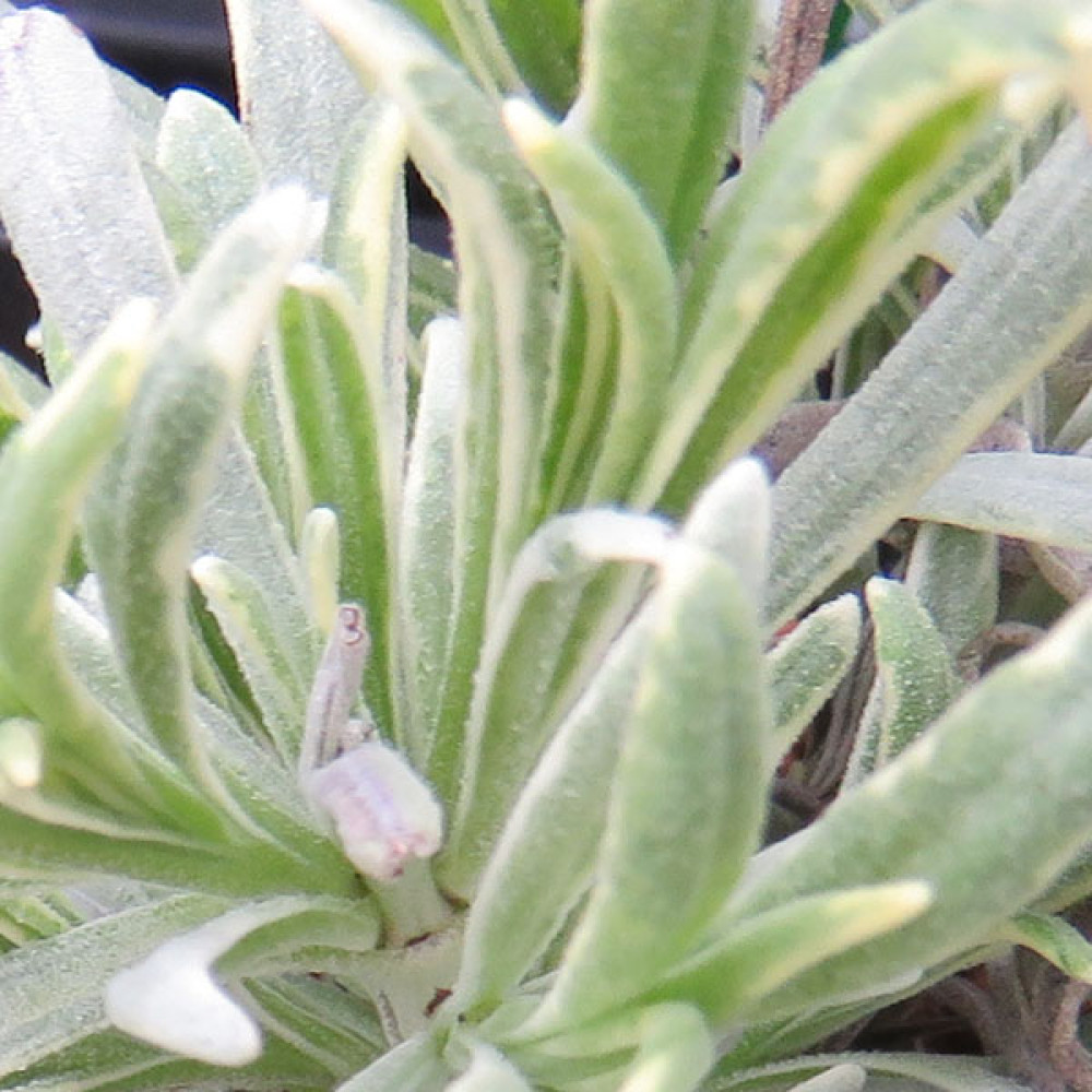 Lavandula x intermedia Walberton's Silver Edge (1lt)