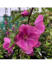 Lavatera x clementii Bredon Springs (3lt)