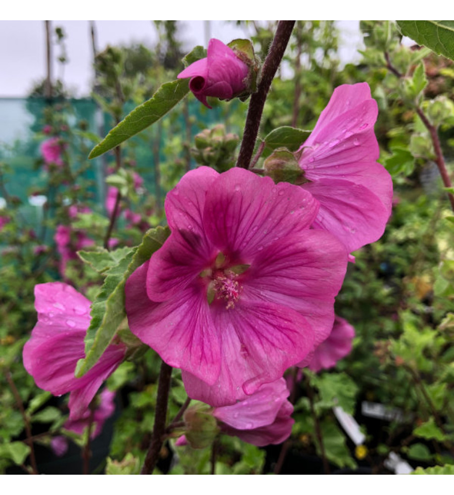 Lavatera x clementii Bredon Springs (3lt)