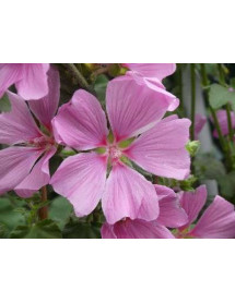 Lavatera Rosea (3lt)