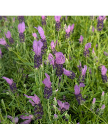 Lavandula stoechas Fairy Wings Spellbound (1lt)