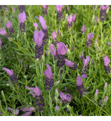 Lavandula stoechas Fairy Wings Spellbound (1lt)
