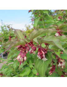Leycesteria formosa (1.5lt)