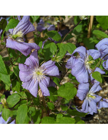 Clematis Prince Charles (3lt)