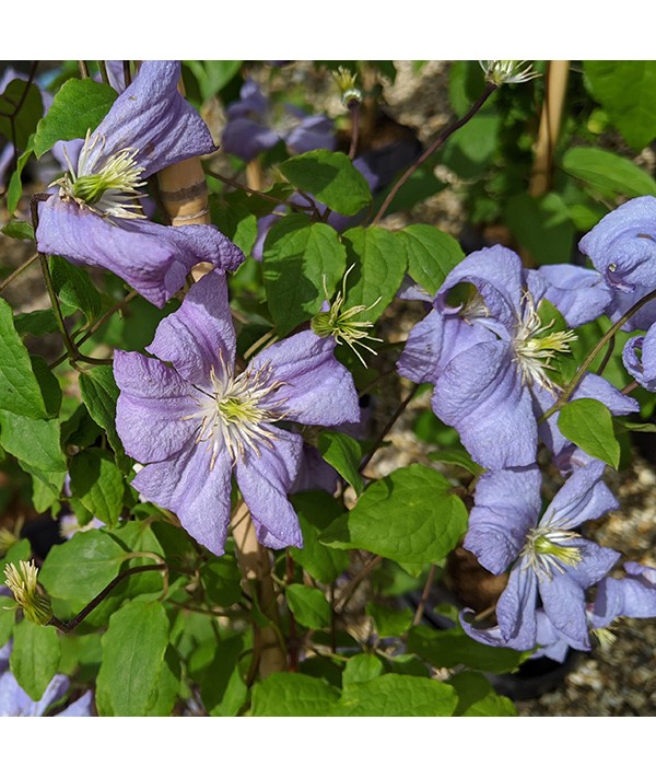 Clematis Prince Charles (3lt) Clematis Prince Charles (3lt)