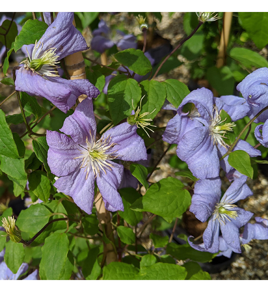 Clematis Prince Charles (3lt)