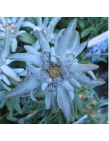 Leontopodium alpinum (1lt)