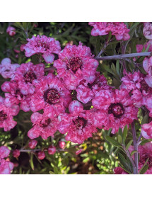 Leptospermum scoparium Coral Candy (3lt)