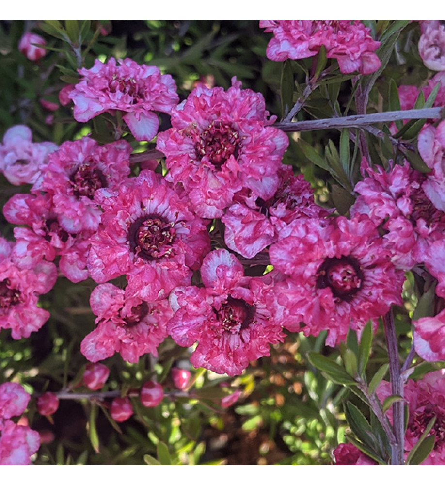 Leptospermum scoparium Coral Candy (3lt)
