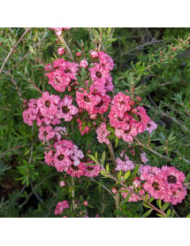 Leptospermum scoparium Coral Candy (3lt)
