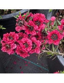 Leptospermum scoparium Crimson Glory (3lt)