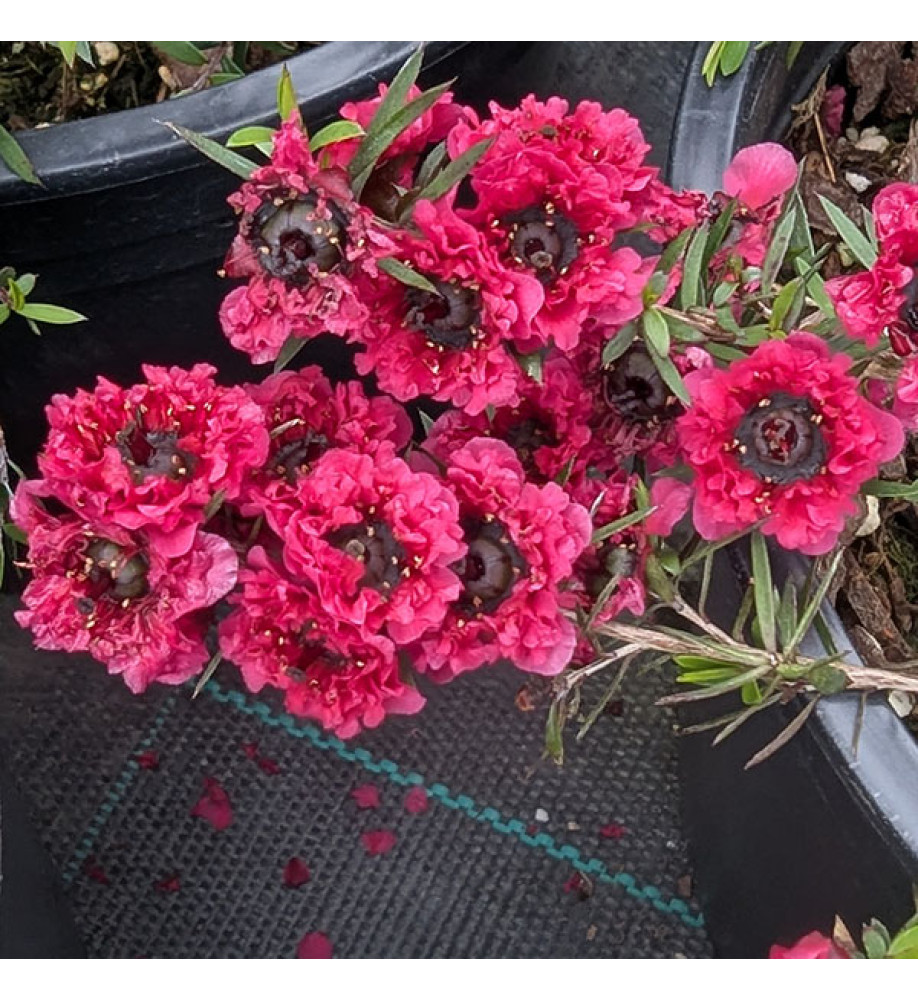 Leptospermum scoparium Crimson Glory (3lt)