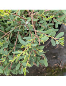 Leptospermum laevigatum (3lt)