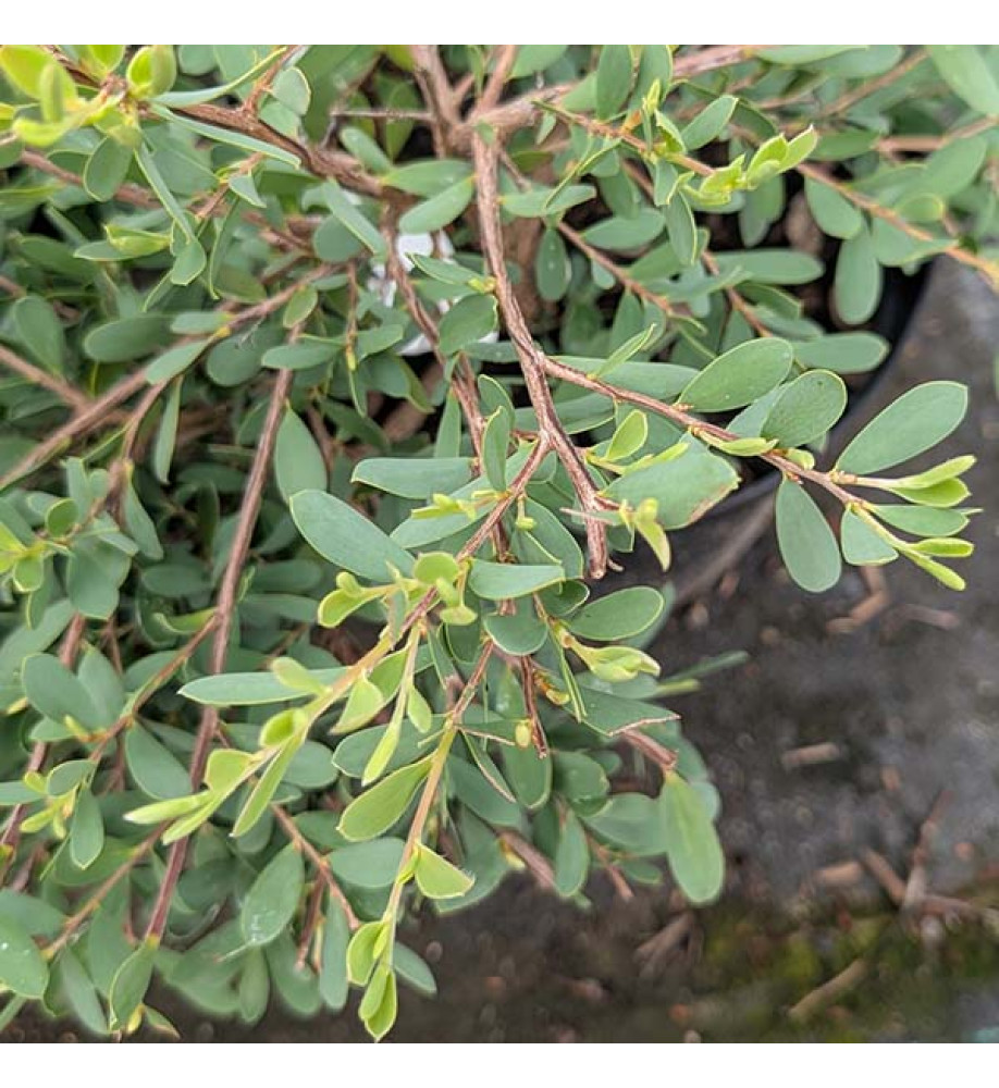 Leptospermum laevigatum (3lt)