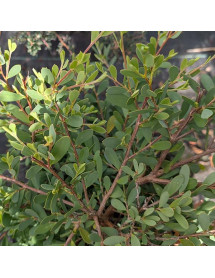 Leptospermum laevigatum (3lt) Leptospermum laevigatum (3lt)