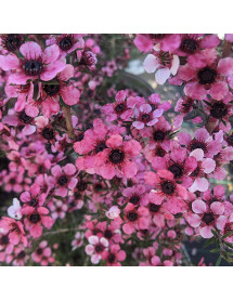 Leptospermum scoparium Martini (3lt)