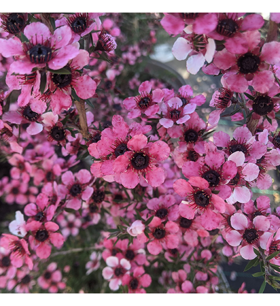 Leptospermum scoparium Martini (3lt)