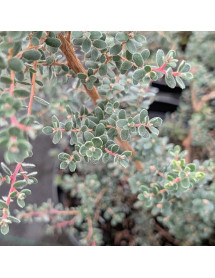 Leptospermum obovatum (3lt) Leptospermum obovatum (3lt)