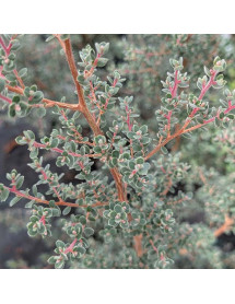 Leptospermum obovatum (3lt)