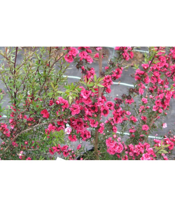 Leptospermum scoparium Red Damask (3lt)