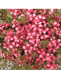 Leptospermum scoparium (Nanum Group) Kiwi