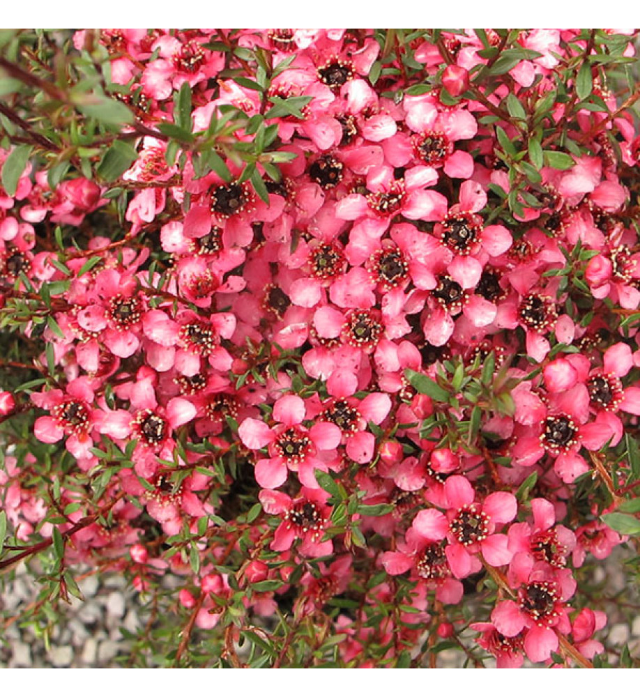 Leptospermum scoparium (Nanum Group) Kiwi