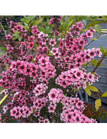 Leptospermum scoparium Martini (3lt)