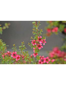 Leptospermum scoparium (Nanum Group) Kiwi