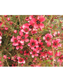 Leptospermum scoparium (Nanum Group) Kiwi (3lt)