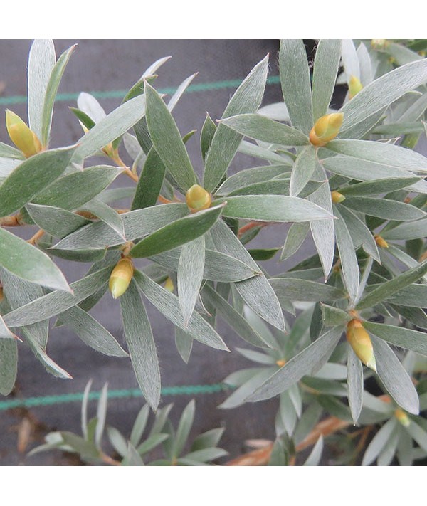 Leptospermum Silver Sheen (3lt)
