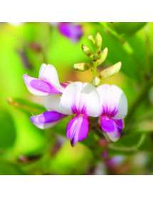 Lespedeza thunbergii Edo-shirbori (3lt)