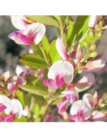 Lespedeza thunbergii Edo-shirbori (3lt)
