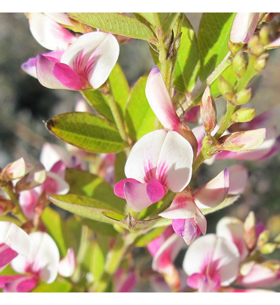 Lespedeza thunbergii Edo-shirbori (3lt)