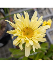 Leucanthemum x superbum Banana Cream (0.8lt)