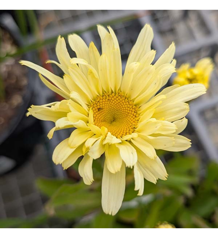 Leucanthemum x superbum Banana Cream (0.8lt)