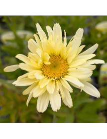 Leucanthemum x superbum Banana Cream (0.8lt)