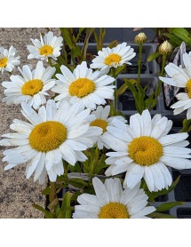 Leucanthemum x superbum Lablanche (9cm)