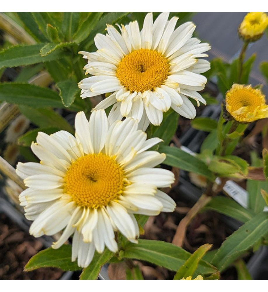 Leucanthemum x superbum Lacreme (9cm)